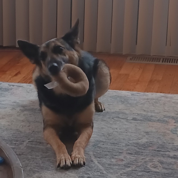 Meet your Posher, Natalie 🐶🐱❤️🐾 - Picture 6 of 12